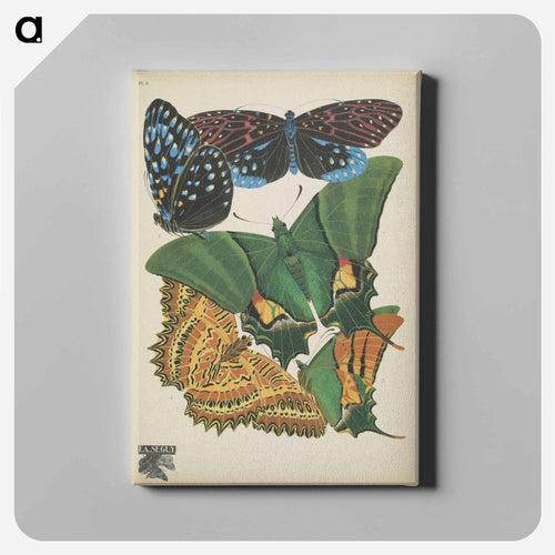 E.A. Séguy's vintage butterflies insect illustration - E.A.セギー Canvas.