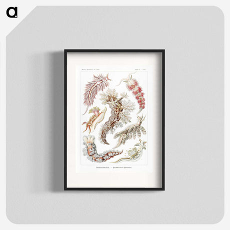 1-98_Ernst-Haeckel_blk