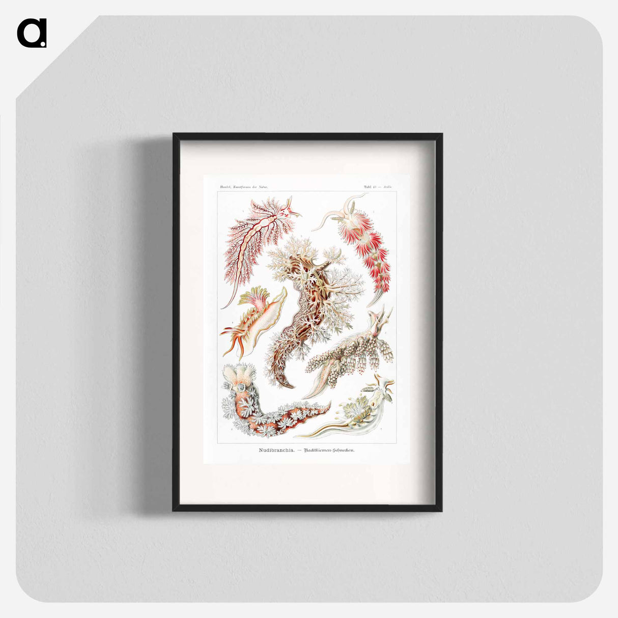 Nudibranchia–Nacktkiemen Schnecken - エルンスト ヘッケル Poster.