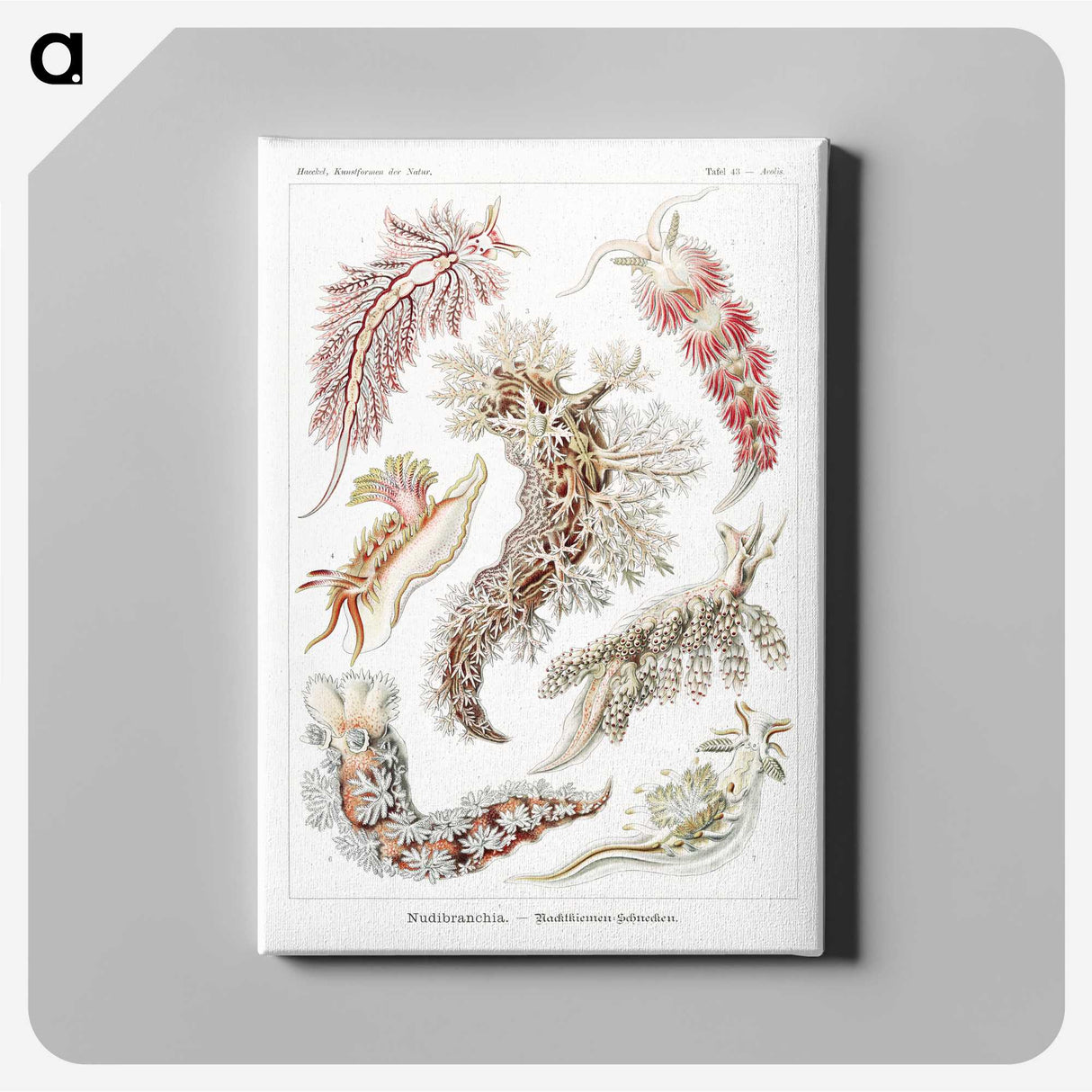 1-98_Ernst-Haeckel_canvas