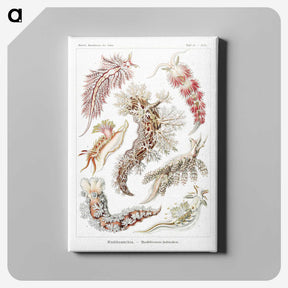 1-98_Ernst-Haeckel_canvas