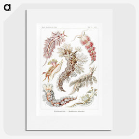 1-98_Ernst-Haeckel_picture