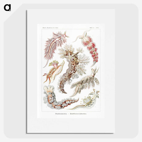 1-98_Ernst-Haeckel_picture