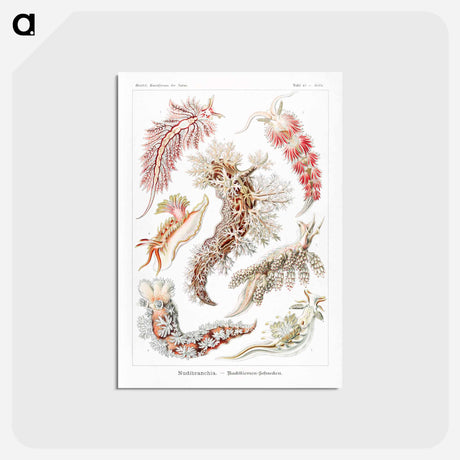アートポストカード-Nudibranchia–Nacktkiemen Schnecken - エルンスト ヘッケル Postcard.