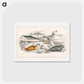 アートポストカード-Seals from A History of the Earth and Animated Nature
 - ゴールドスミスの生き生きとした自然 Postcard.