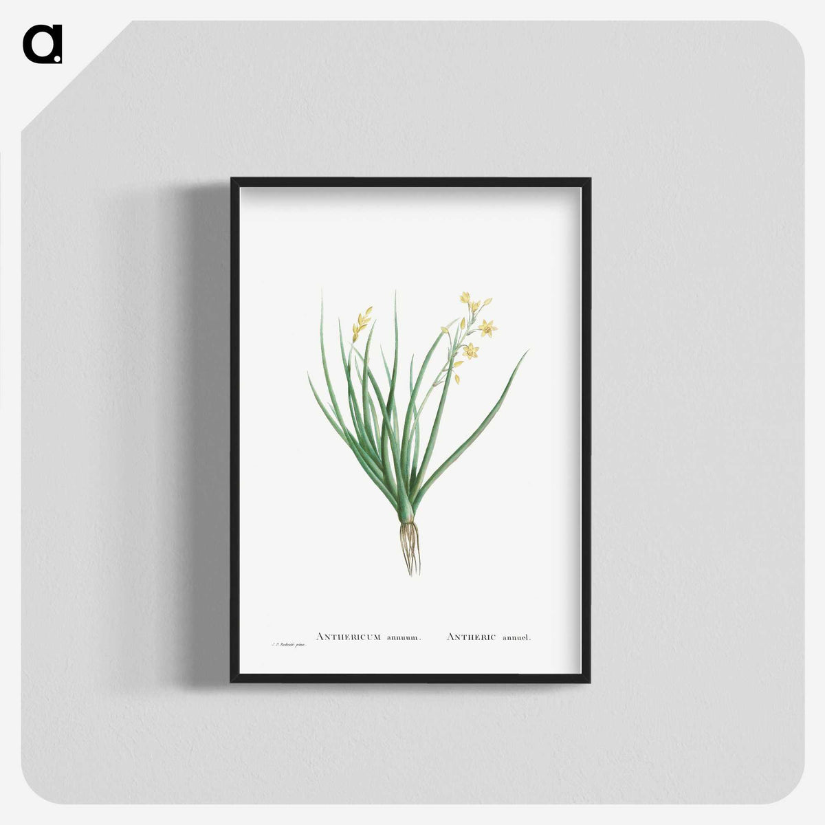 1-98_Histoire-des-Plantes-Grasses_blk-crop