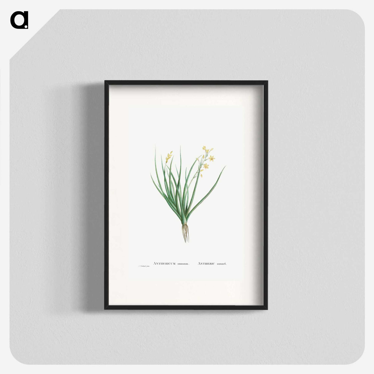 1-98_Histoire-des-Plantes-Grasses_blk