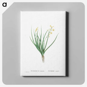 1-98_Histoire-des-Plantes-Grasses_canvas