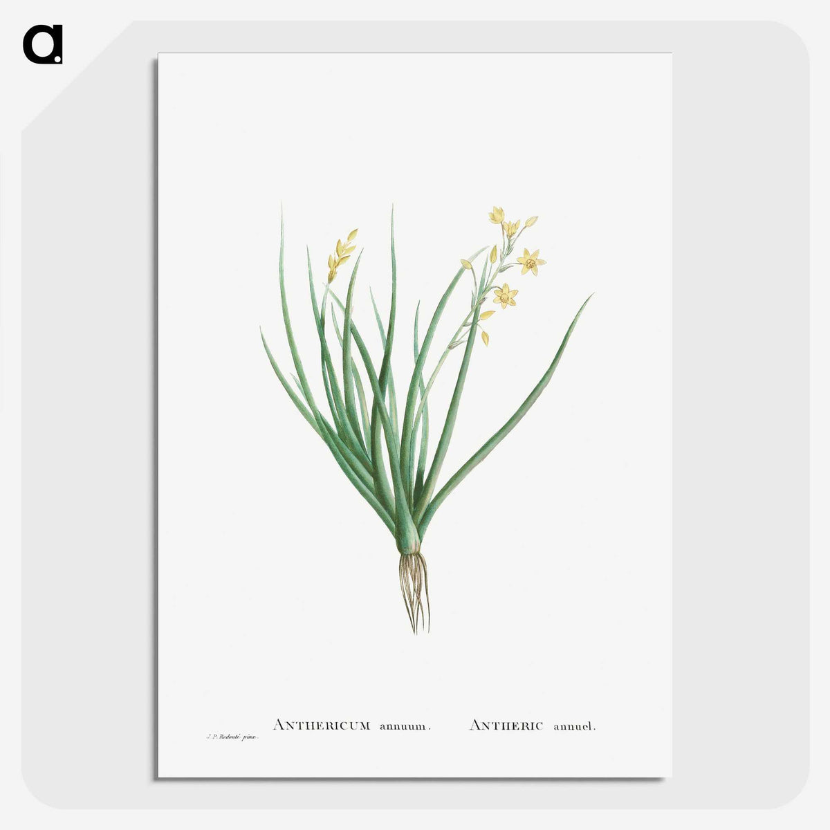 1-98_Histoire-des-Plantes-Grasses_picture-crop