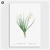 1-98_Histoire-des-Plantes-Grasses_picture-crop