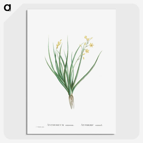 1-98_Histoire-des-Plantes-Grasses_picture-crop