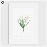 1-98_Histoire-des-Plantes-Grasses_picture