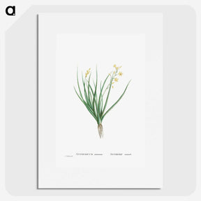 1-98_Histoire-des-Plantes-Grasses_picture