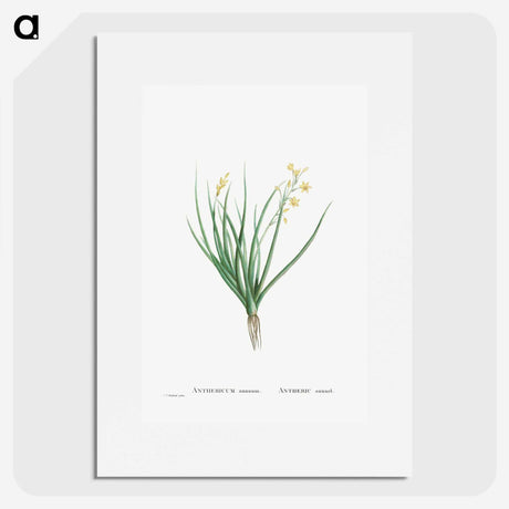1-98_Histoire-des-Plantes-Grasses_picture