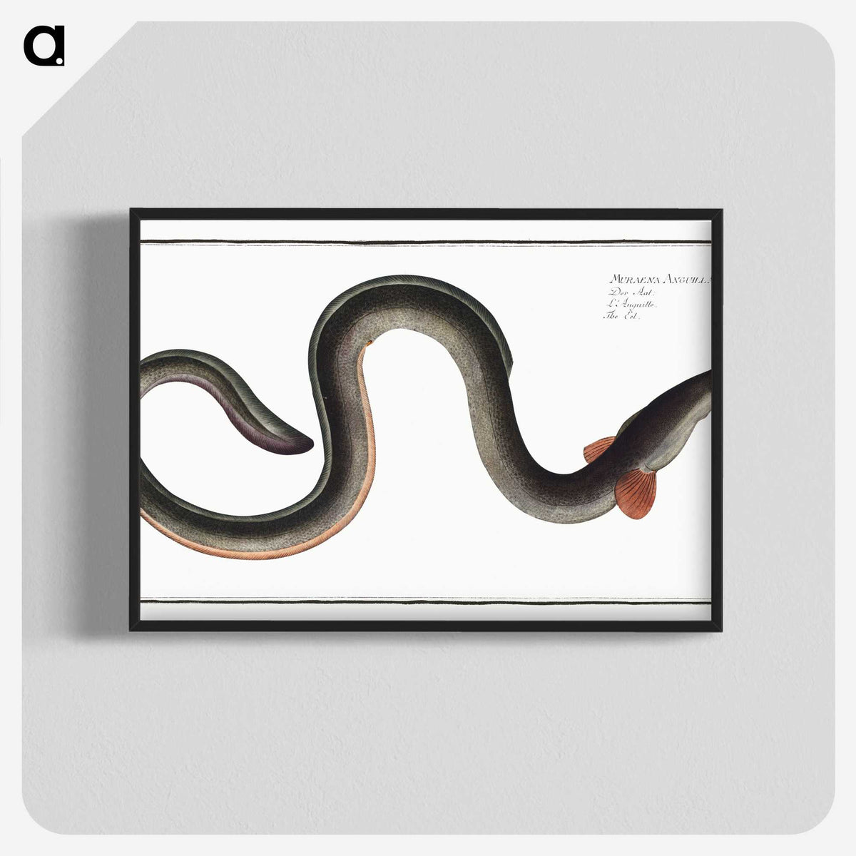 1-98_Ichtyologie-ou-Histoire-naturelle_blk-crop