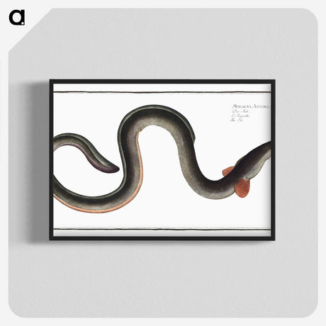 1-98_Ichtyologie-ou-Histoire-naturelle_blk-crop