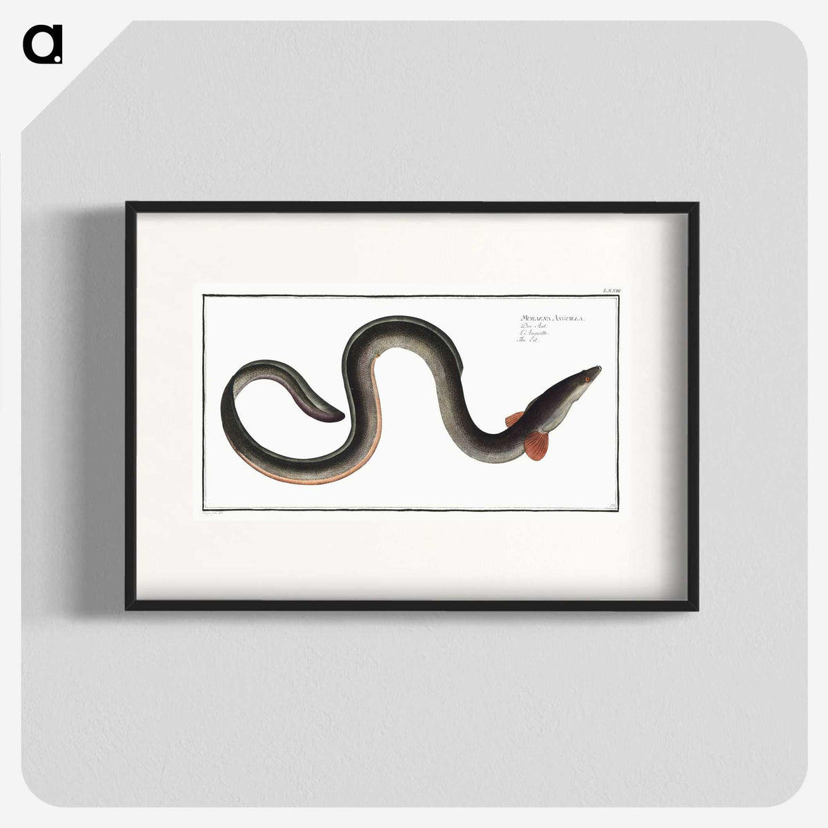 1-98_Ichtyologie-ou-Histoire-naturelle_blk
