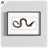 1-98_Ichtyologie-ou-Histoire-naturelle_blk