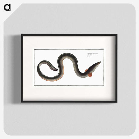 1-98_Ichtyologie-ou-Histoire-naturelle_blk