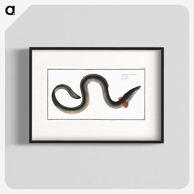 1-98_Ichtyologie-ou-Histoire-naturelle_blk