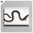 1-98_Ichtyologie-ou-Histoire-naturelle_canvas