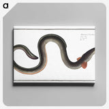 1-98_Ichtyologie-ou-Histoire-naturelle_canvas