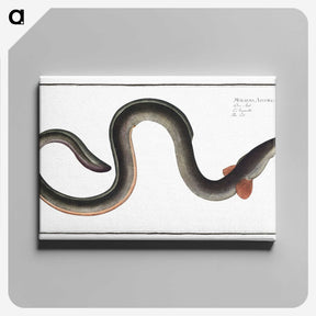 1-98_Ichtyologie-ou-Histoire-naturelle_canvas
