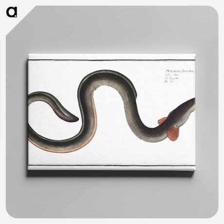 1-98_Ichtyologie-ou-Histoire-naturelle_canvas