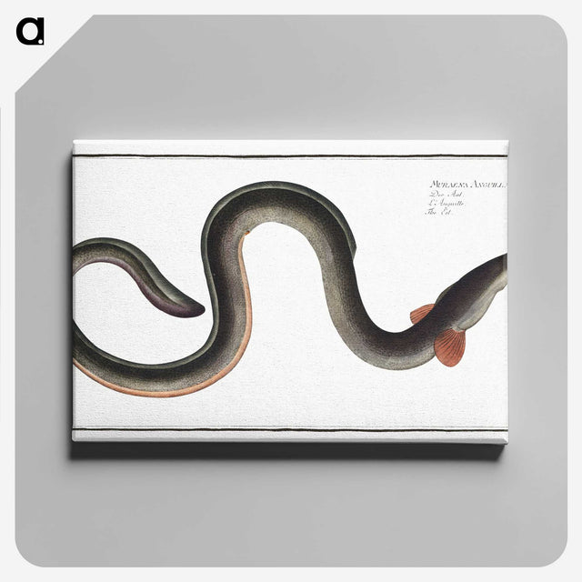 1-98_Ichtyologie-ou-Histoire-naturelle_canvas