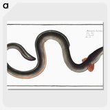 1-98_Ichtyologie-ou-Histoire-naturelle_picture-crop