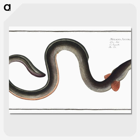 1-98_Ichtyologie-ou-Histoire-naturelle_picture-crop