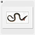 1-98_Ichtyologie-ou-Histoire-naturelle_picture