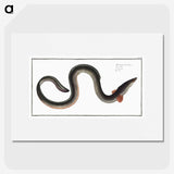 1-98_Ichtyologie-ou-Histoire-naturelle_picture