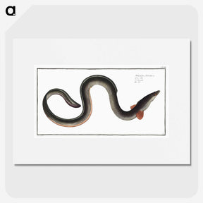 1-98_Ichtyologie-ou-Histoire-naturelle_picture