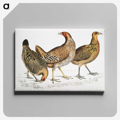 1-98_Indian-Zoology_canvas