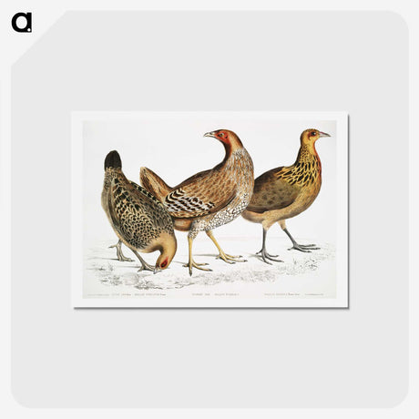 1-98_Indian-Zoology_hagaki