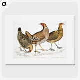1-98_Indian-Zoology_picture