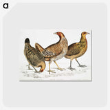 1-98_Indian-Zoology_postcard