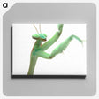 1-98_Insects-Unlocked-Project_canvas