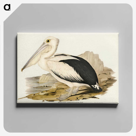 1-98_John-Gould_canvas