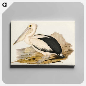 アートパネル-Australian Pelican
 - ジョン グールド Canvas.