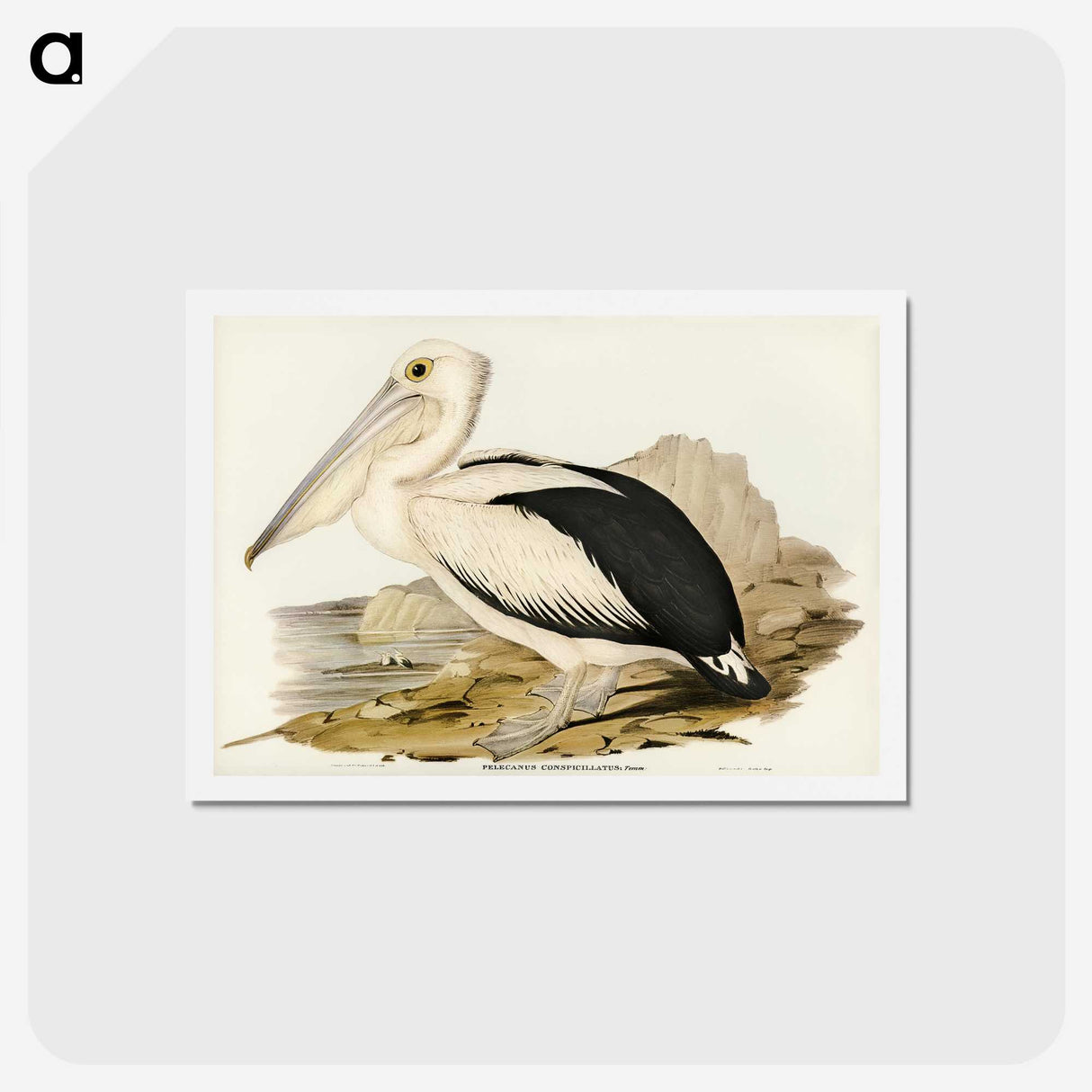 1-98_John-Gould_hagaki