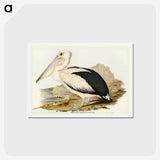 1-98_John-Gould_hagaki