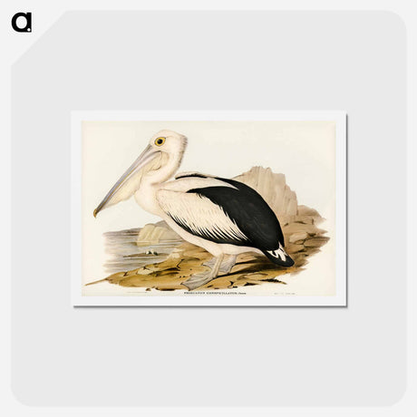 アートポストカード-Australian Pelican
 - ジョン グールド Postcard.