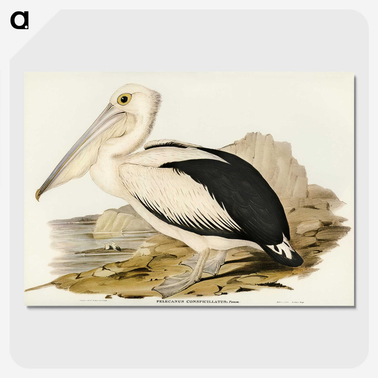 1-98_John-Gould_picture-crop