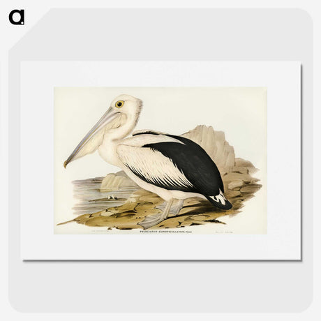 1-98_John-Gould_picture