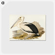 1-98_John-Gould_postcard