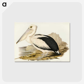 1-98_John-Gould_postcard