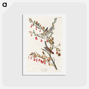 アートポストカード-Tree Sparrow
 - ジョン ジェームス オーデュボン Postcard.