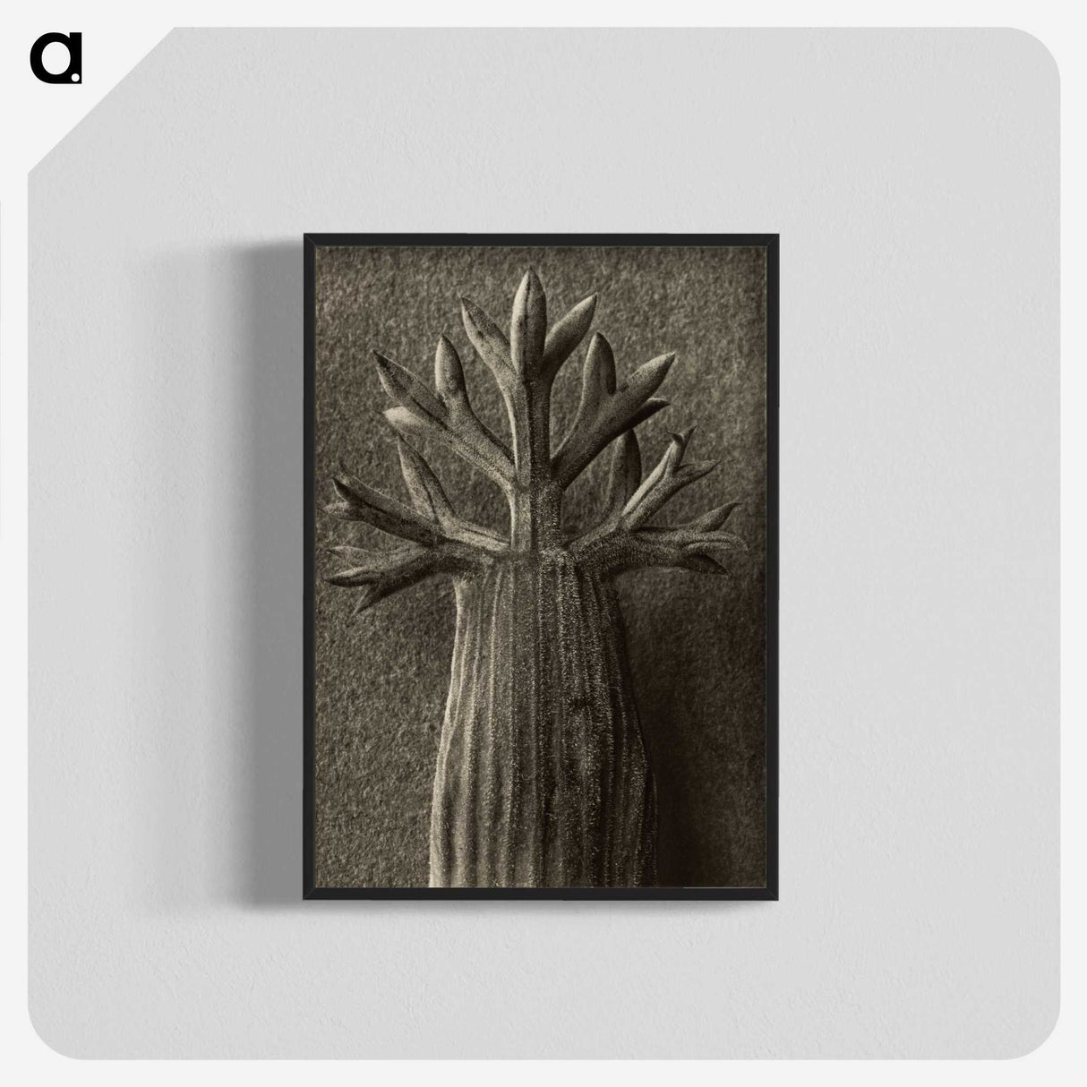 1-98_Karl-Blossfeldt_blk-crop